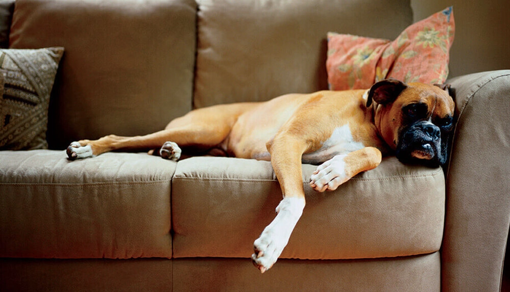 Best Way to Clean a Couch BISSELL® Tips