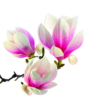 Spring Breeze Flowers