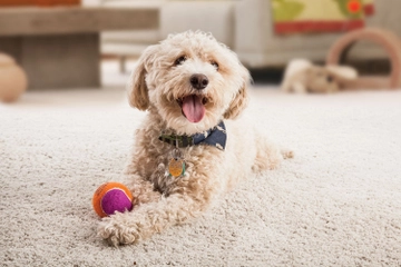 Dog laying on carpet