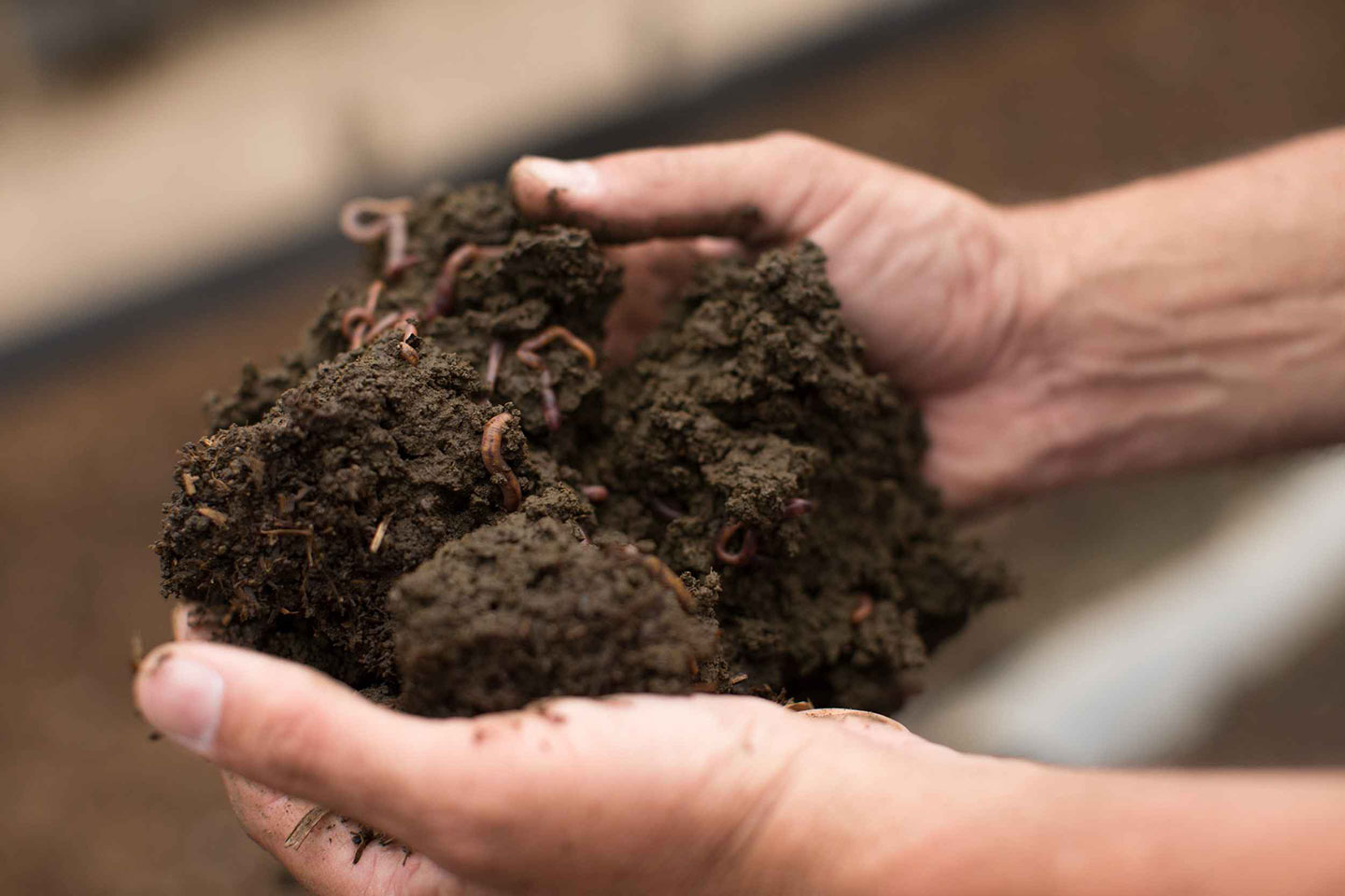 Mexico Farm: Worms at Work