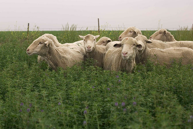 7. CLEARING FIELDS USING SHEEP