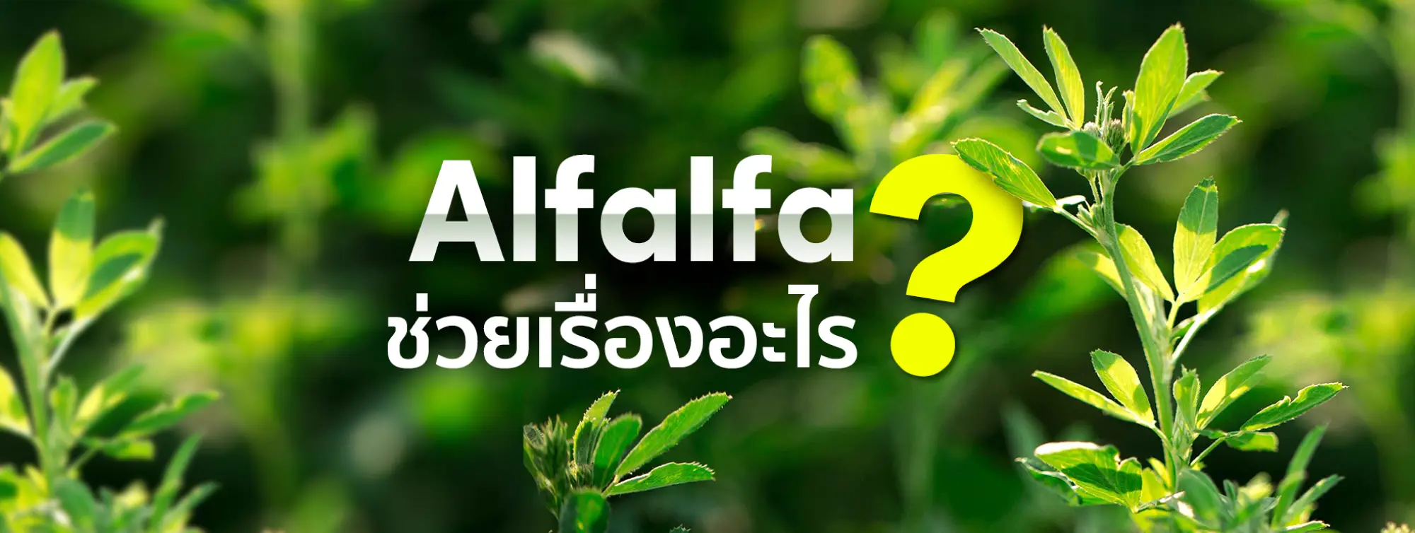 Alfalfa ช่วยเรื่องอะไร มีสรรพคุณและมีประโยชน์ต่อร่างกายอย่างไร