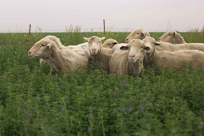 7. Thả cừu để làm sạch cánh đồng