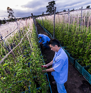 FAZENDA AMWAY NUTRILITE DO BRASIL