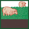 7. CLEARING FIELDS USING SHEEP