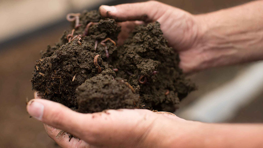 nutrilite-worms-at-our-organic-farm-in-mexico-excerpt.jpg