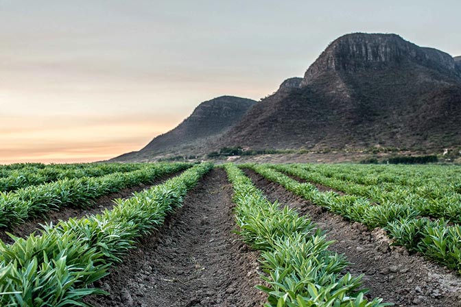 4. GROWING THE RAW INGREDIENT PLANTS