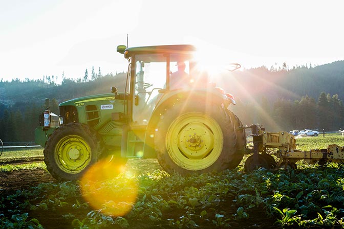 6. HARVESTING AT PEAK STAGE