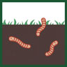 2. PLOUGHING SOIL WITH EARTHWORMS