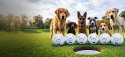 2026-06.01-CT-Dogs-Launch-Banners_Desktop.jpg