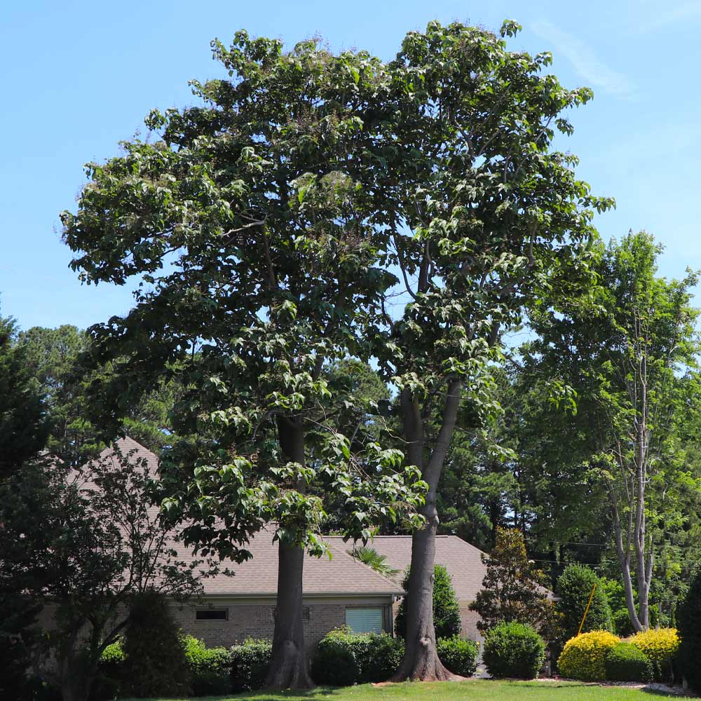 A large Royal Empress Tree with broad leaves, standing in a well-manicured lawn in front of a residential house.