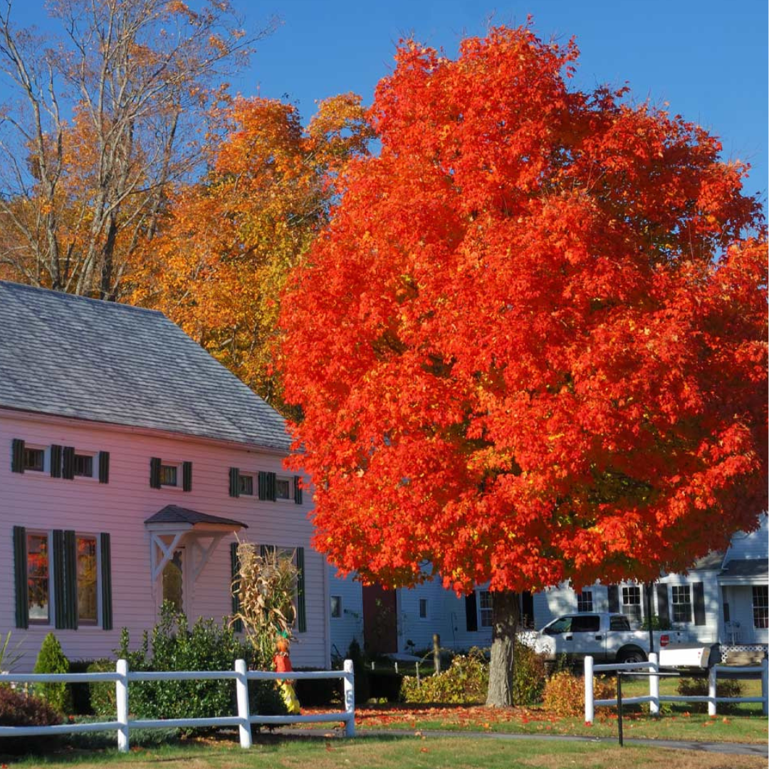 A vibrant red autumn tree next to a pink house with a white fence.