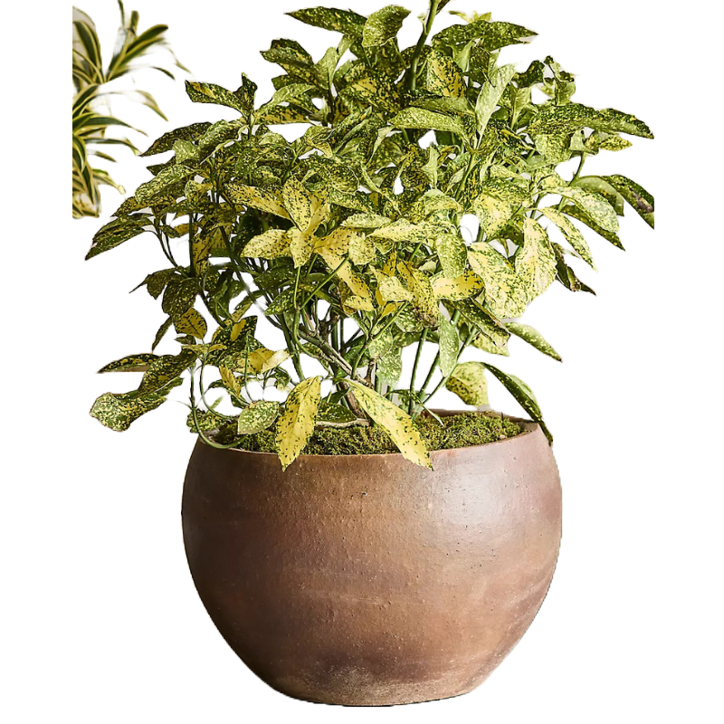 A potted plant with variegated green and yellow leaves in a round, brown pot.