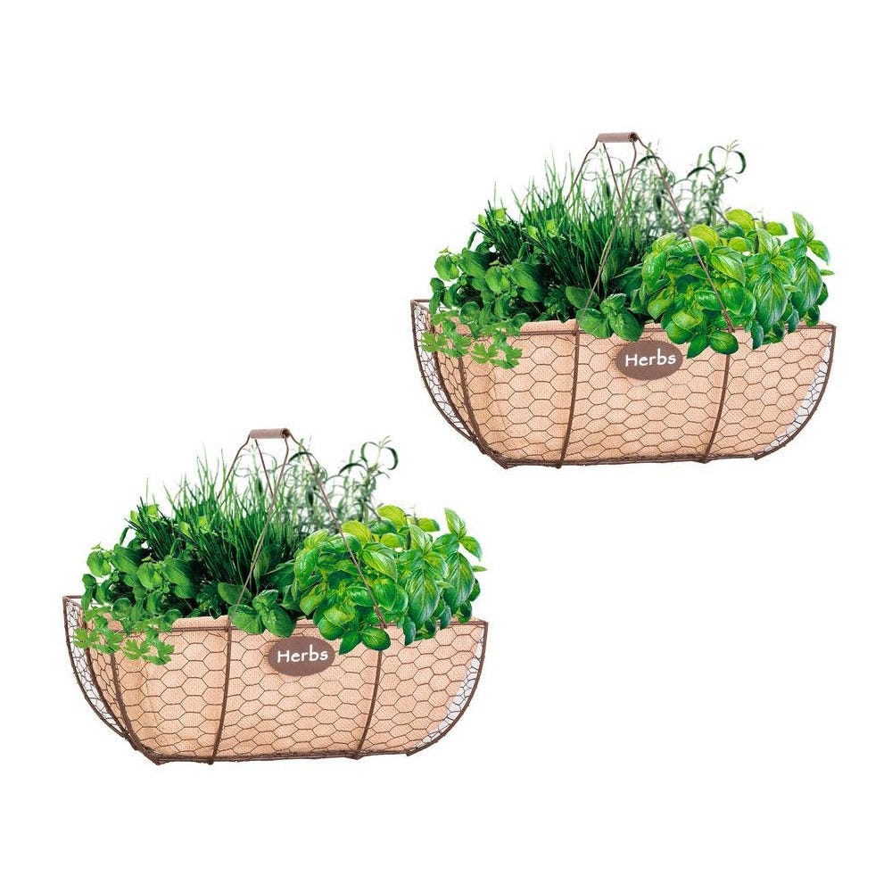 Two wire half-basket wall planters holding a variety of herbs.