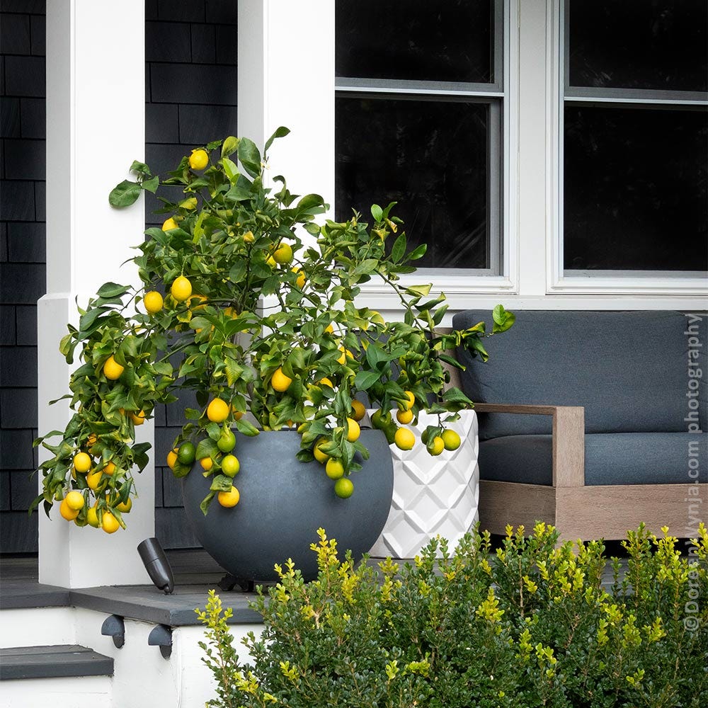 A lush lemon bush in a large grey pot is adorned with bright yellow lemons interspersed with green, unripened fruit, placed next to a wooden bench on a home's porch.