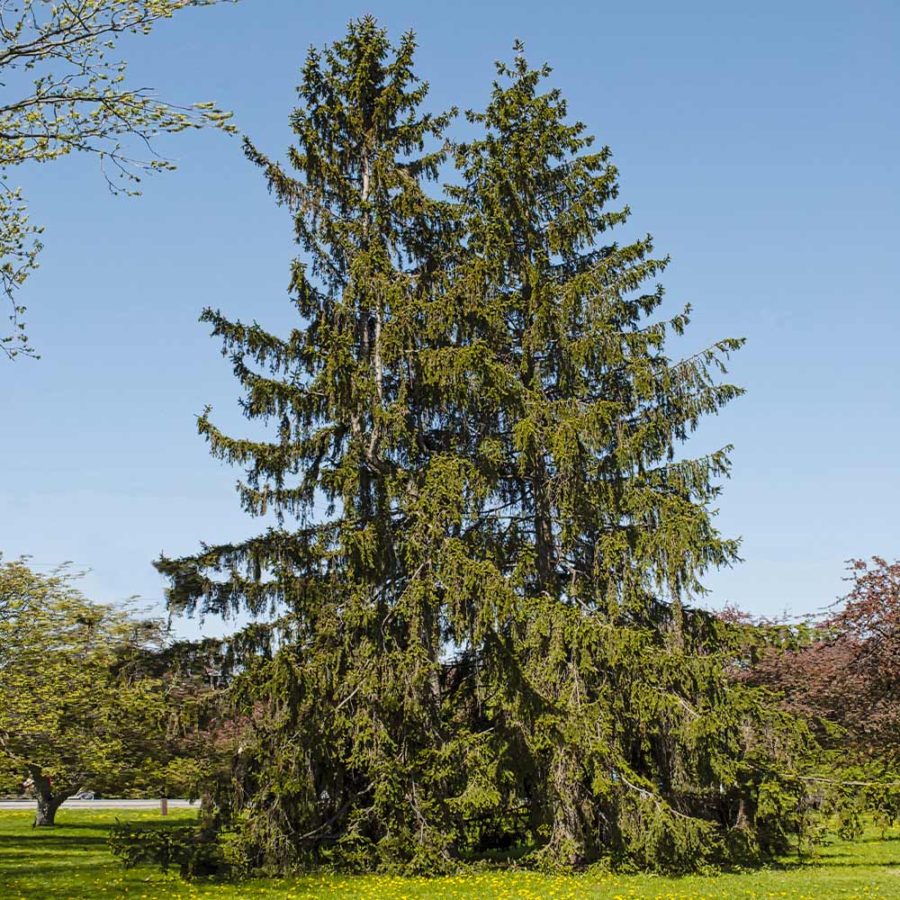 A Norway Spruce tree with dense, dark green needles stands in a grassy area under a clear blue sky.