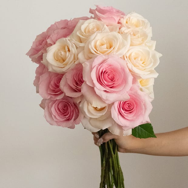 620 Roses Roses Roses 2 Dozen Roses from Rose Farmers $20 at Brad's Deals