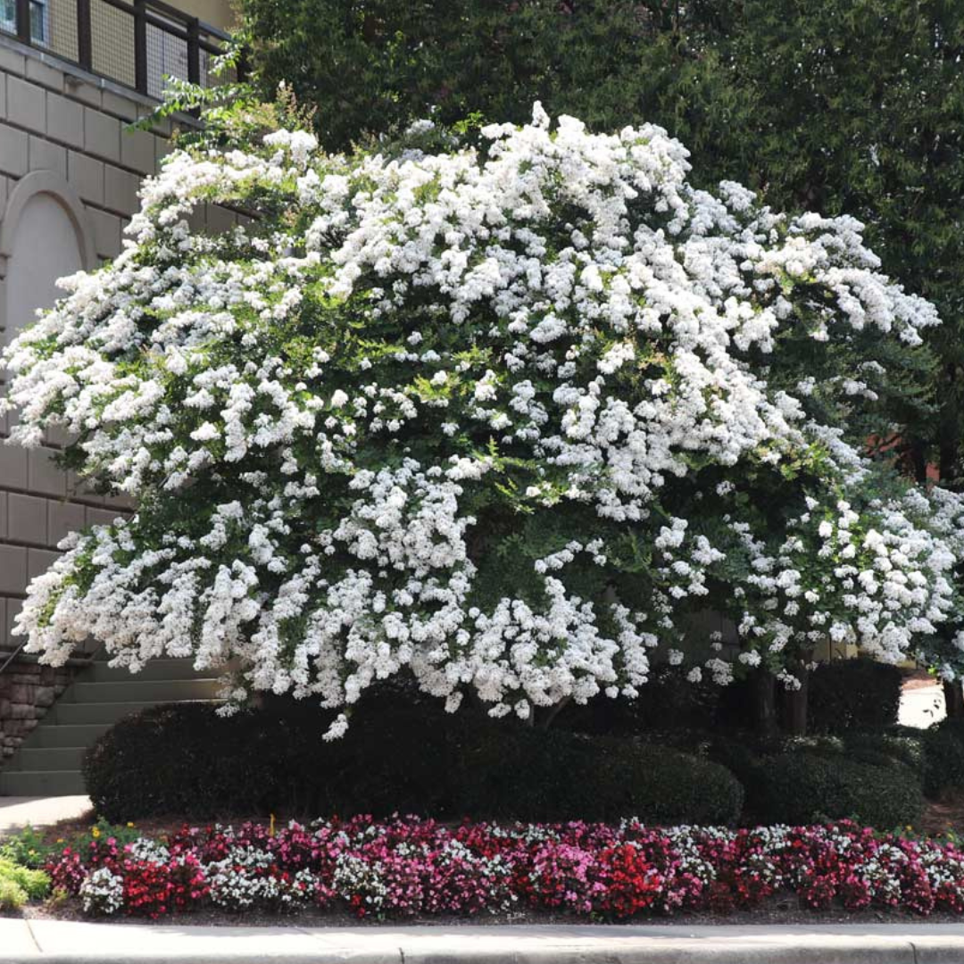 A large white flowering bush with a bed of red and pink flowers at its base.