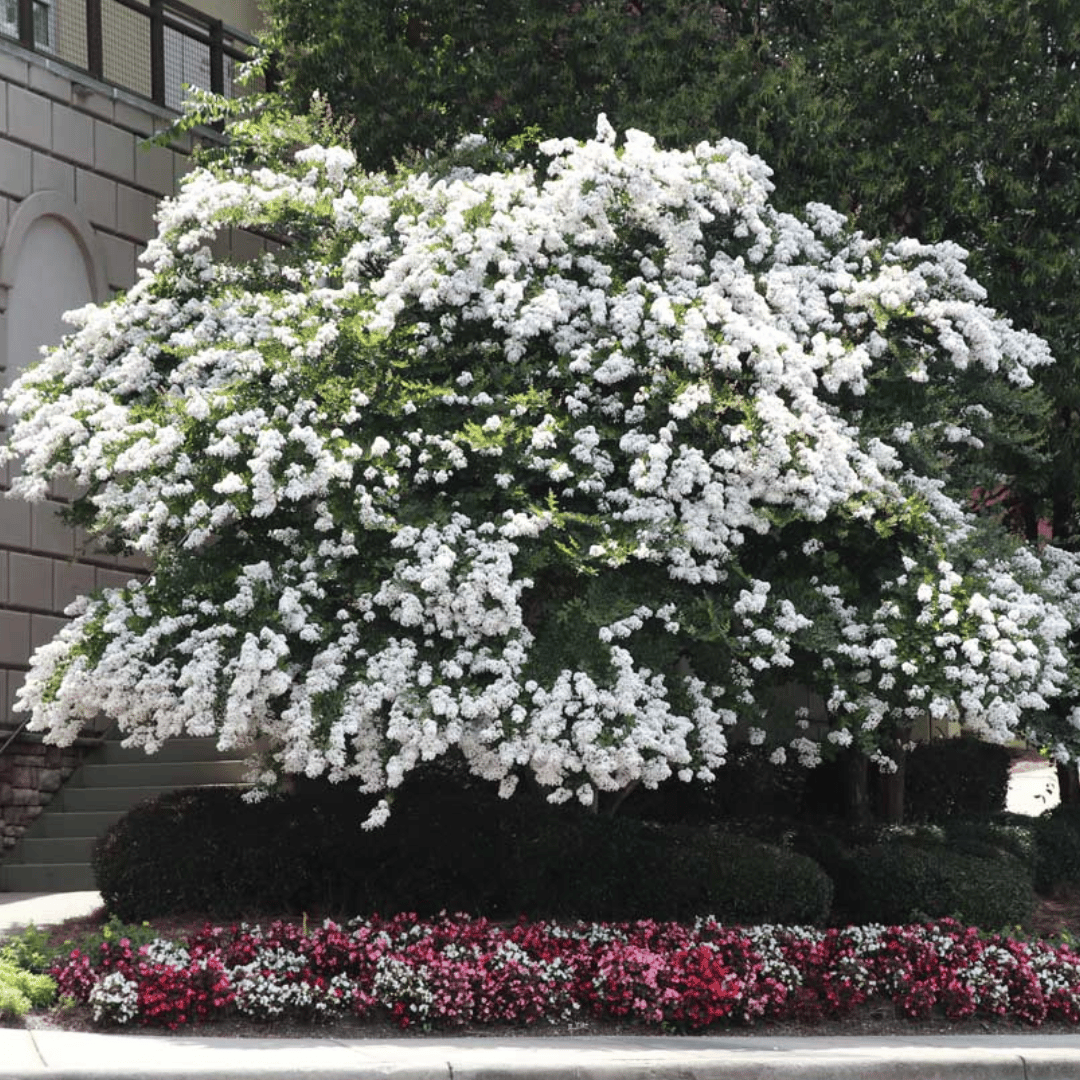 BOGO Natchez Crape Myrtle Trees