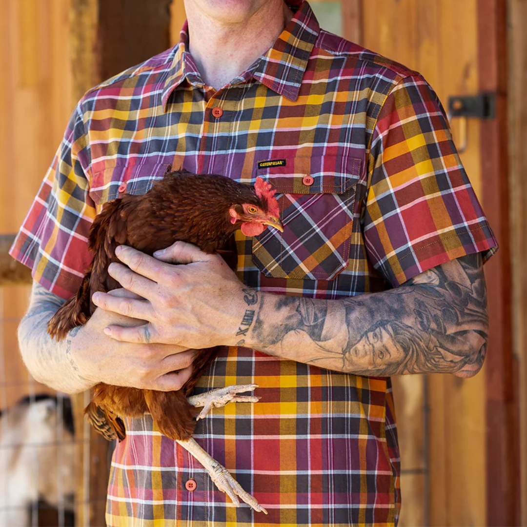 A person in a red, yellow, and brown plaid Caterpillar work shirt is holding a chicken. The shirt features two chest pockets with buttons.