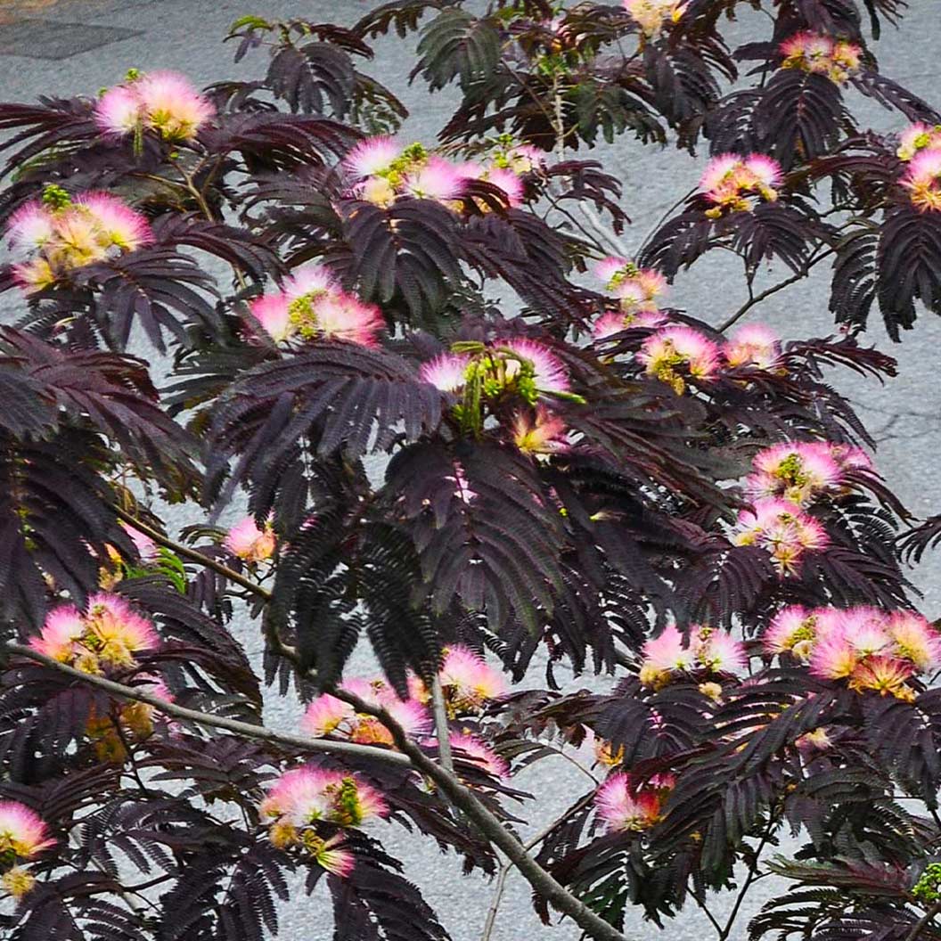 Dark burgundy leaves with fluffy pink flowers characterize the Summer Chocolate Mimosa Tree.