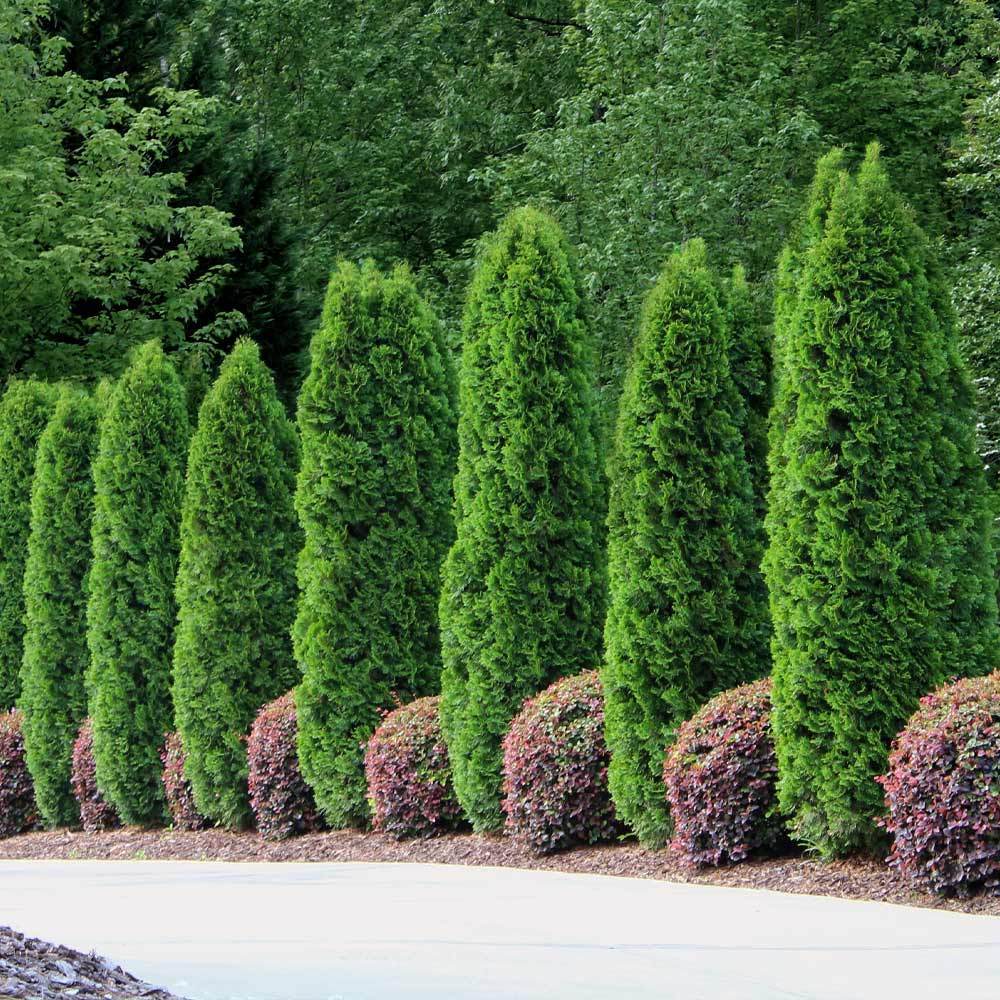A row of tall, narrow, cone-shaped evergreen hedges alongside shorter, rounded burgundy shrubs.