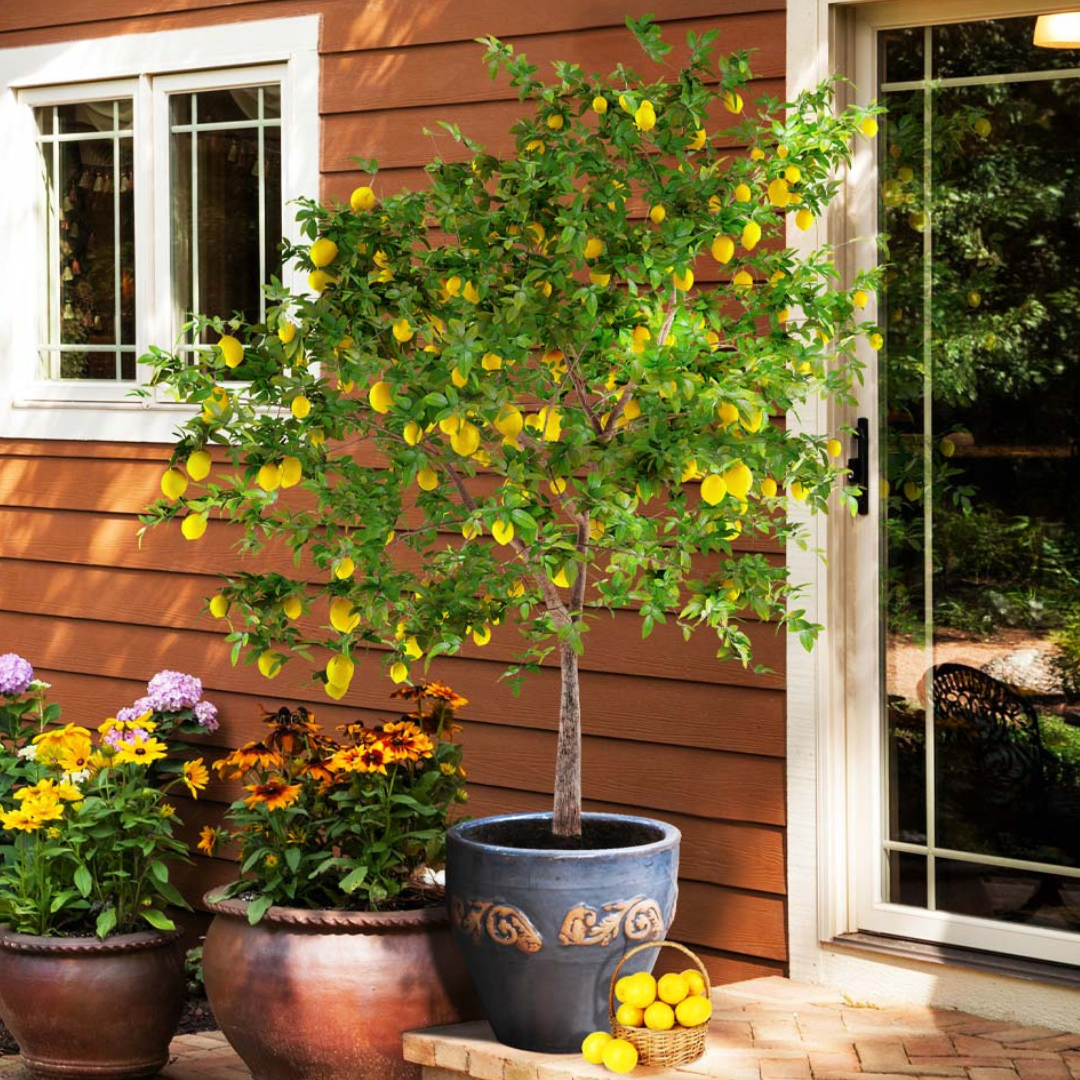 Lemon tree in a decorative pot beside a house with various potted flowers nearby.