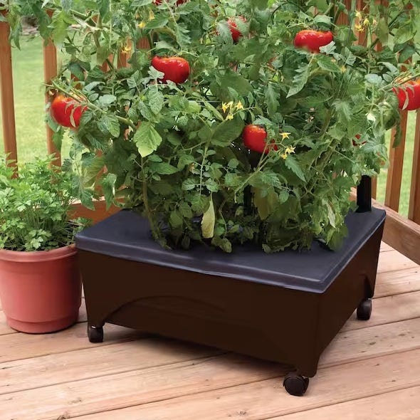 Tomato plants growing in a black, wheeled, rectangular planter, with ripe tomatoes visible among the green foliage.