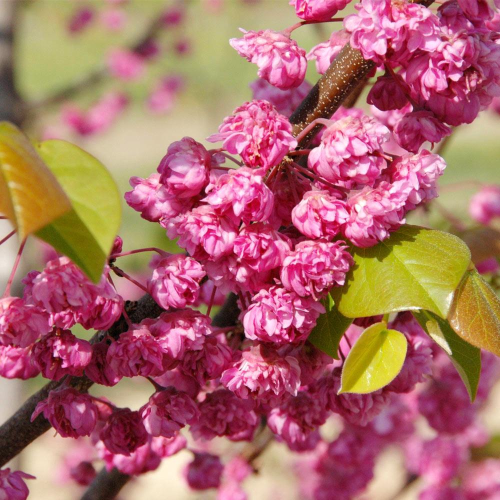 Clusters of bright pink blooms adorn the branches of a Pink Pom Poms Redbud tree, with some young green leaves emerging.