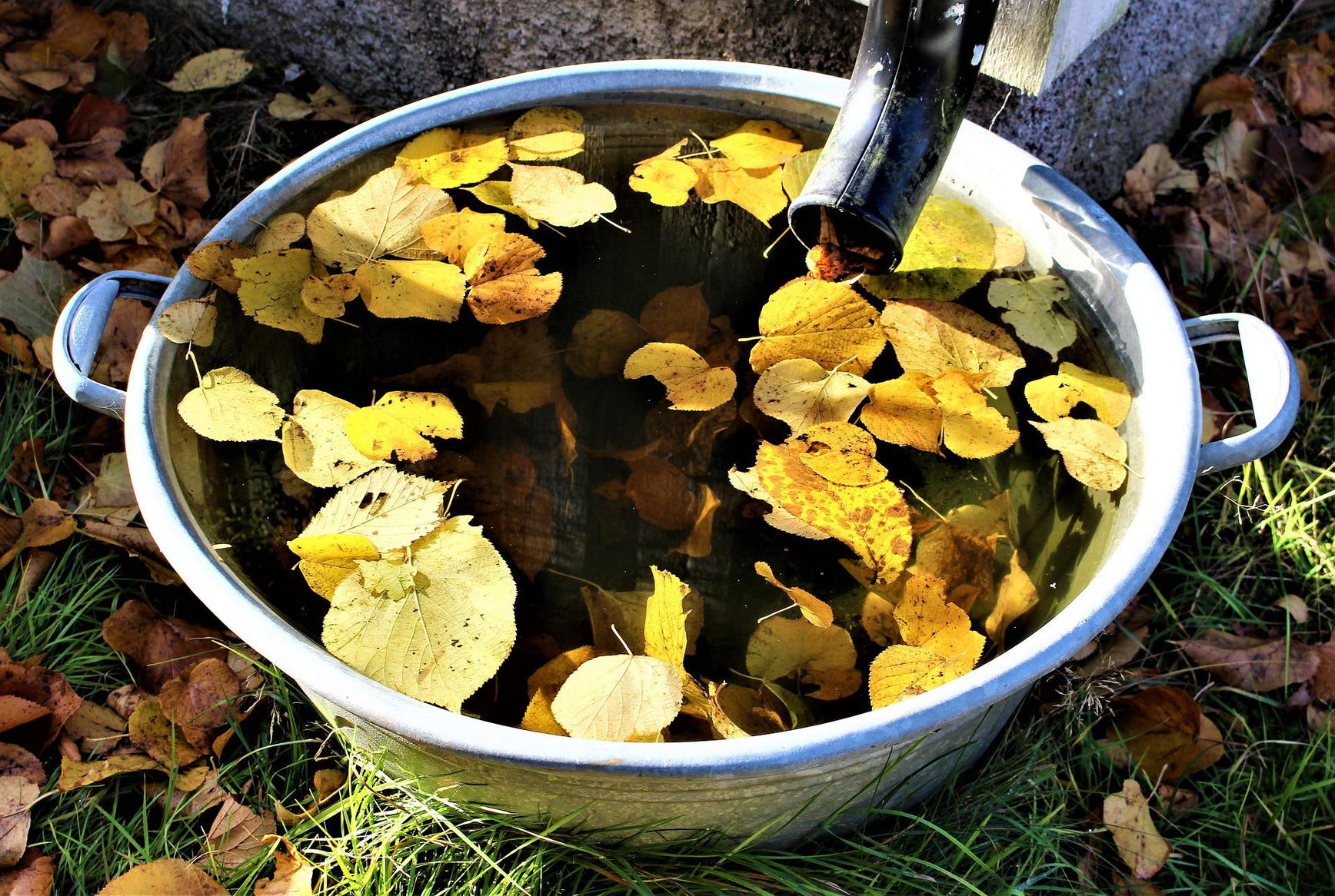 autumn leaves collect in a rain barrel