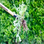 A weeding tool with a long wooden handle and a metal claw mechanism at the end grasping a weed with roots.