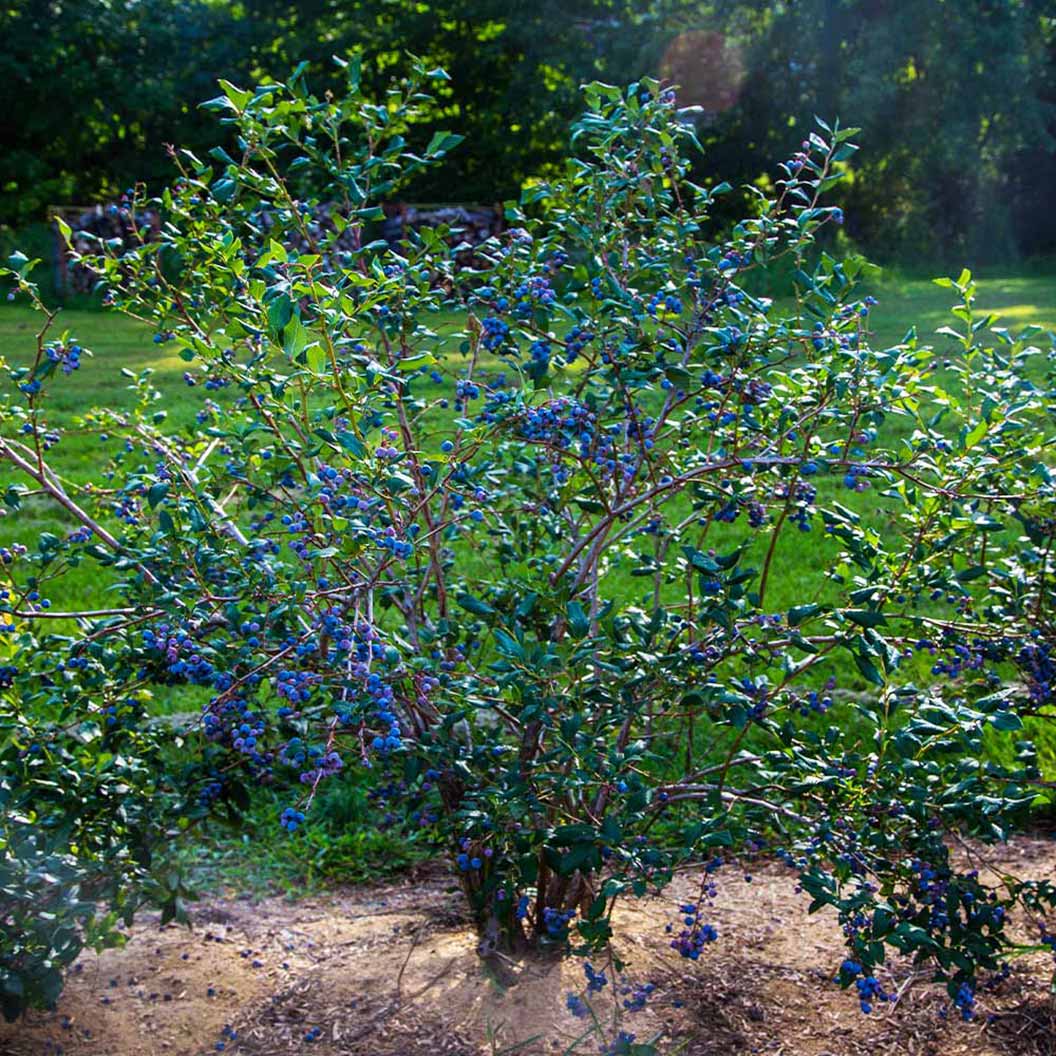 A lush blueberry bush with numerous ripe blueberries among green leaves, in a garden setting with soft sunlight.