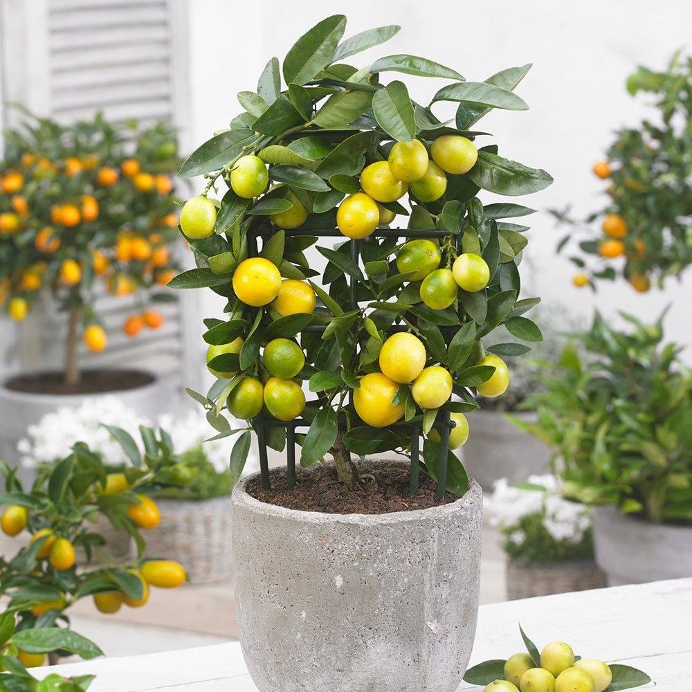 A potted Limequat Citrus Tree bearing clusters of small, round, yellow-green fruits amidst glossy dark green leaves.