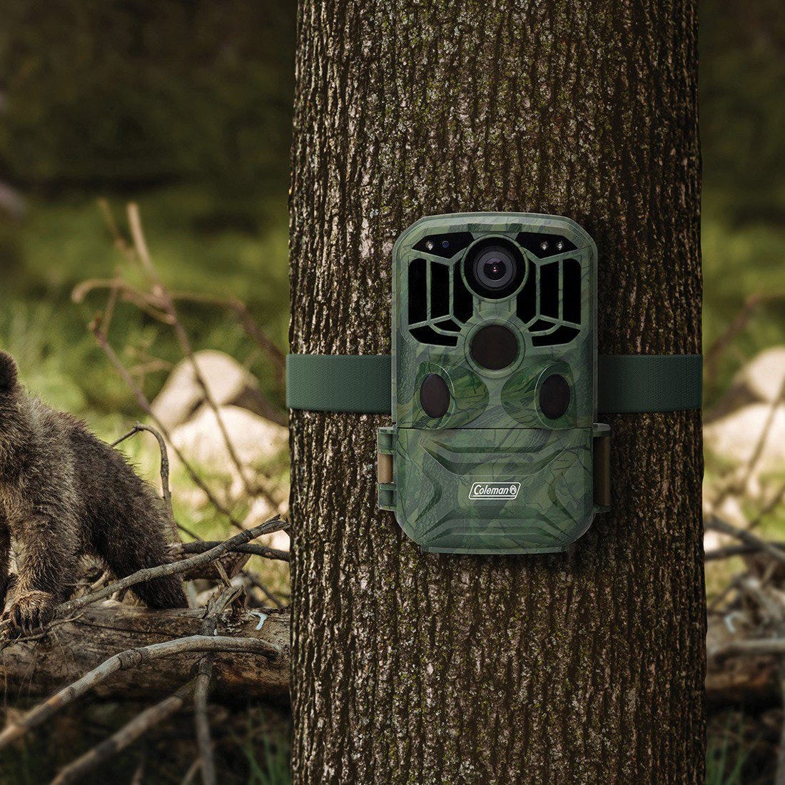 A trail camera mounted on a tree in a woodland setting with a raccoon in the background.