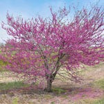 A Pink Pom Poms Redbud tree in full bloom with vibrant pink flowers covering its branches against a pale sky background.