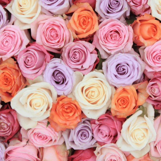 20 Count Roses 24 Roses $20 at Brad's Deals