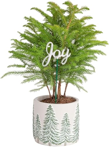Live Tabletop Christmas Tree $25 at Brad's Deals