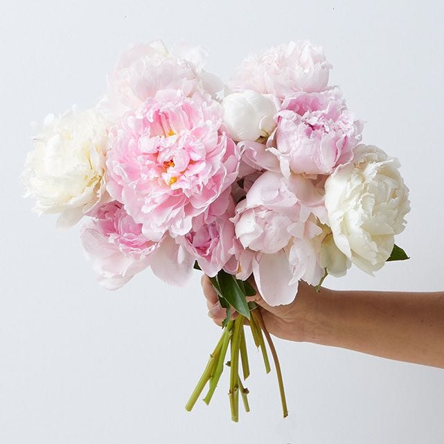 A bouquet of pink and white peonies held by a person's hand against a white background.