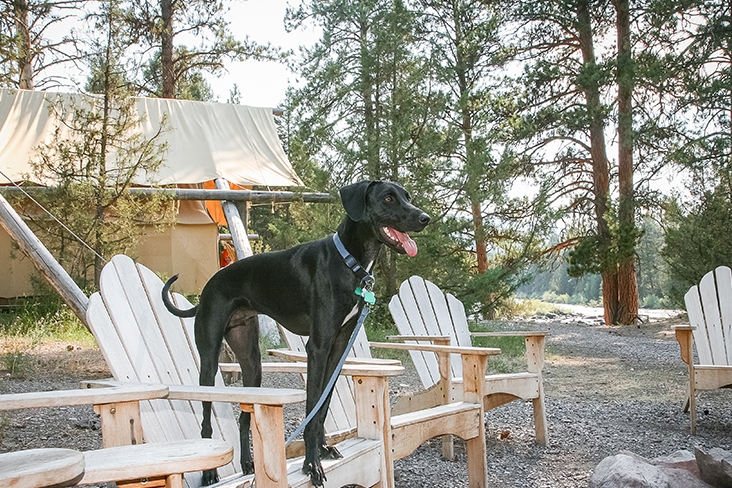 Ace, at The Resort at Paws Up, Greenough, MT