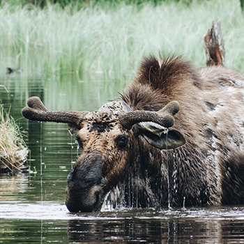 A bull moose with new antler growth and patchy fur lifts its head out of the water and is dripping.