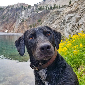 A closeup of Sadie, a black dog with a white patch on her chest. She’s wearing a brown collar, and there is water to her left and craggy mountains in the background.