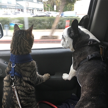 Finn, a tabby cat, and Cooper, a Boston terrier, on leashes looking out a passenger window. They look relaxed and curious.