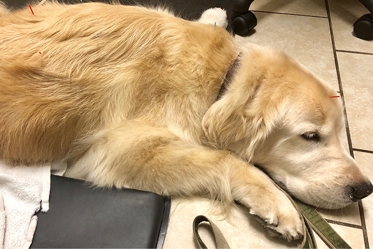 Gatsby, a golden retriever, laying down calmly while receiving acupuncture treatment.