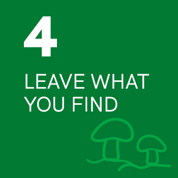 4. Leave What You Find
