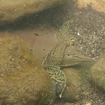 Spiny softshell turtle