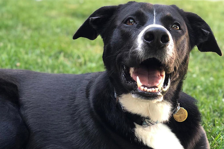 Dan Kricke’s 1 year old German Shepherd mix, Augie