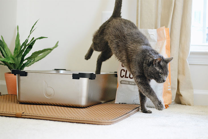 A gray cat jumps out of a litter box.