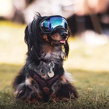 A dachshund is sitting on the grass in a relaxed state wearing a pair of Rex Specs dog goggles over its eyes.