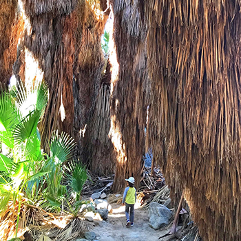 Everest Yasuda is walking on a sandy trail flanked on both sides by huge palm trees in Hidden Palms Oasis Trail in Thousand Palms, California.