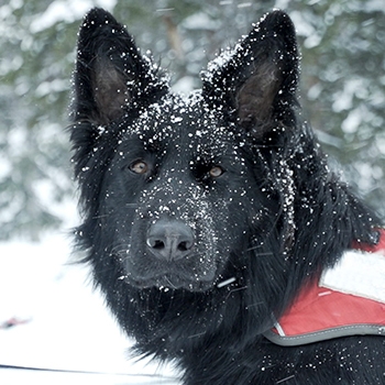 Black rescue dog in the snow